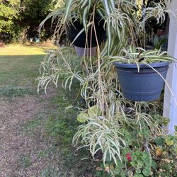 Spider Plants Hanging Or On Tables Or Walls Dec