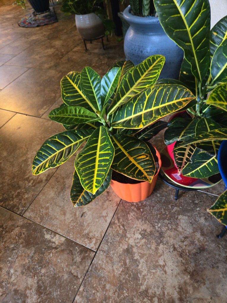 Croton Plants (Special Price!!)  In 7in Plastic Pots 