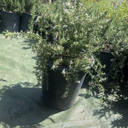 Rosemary Prostratus