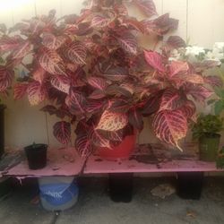 Beautiful Plant In Red