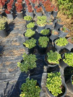 Coprosma Marbel Queen 5 G 