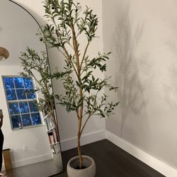 6 FT Olive Tree With Ceramic Pot 