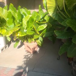 PLANTS- ELEHPANT EAR