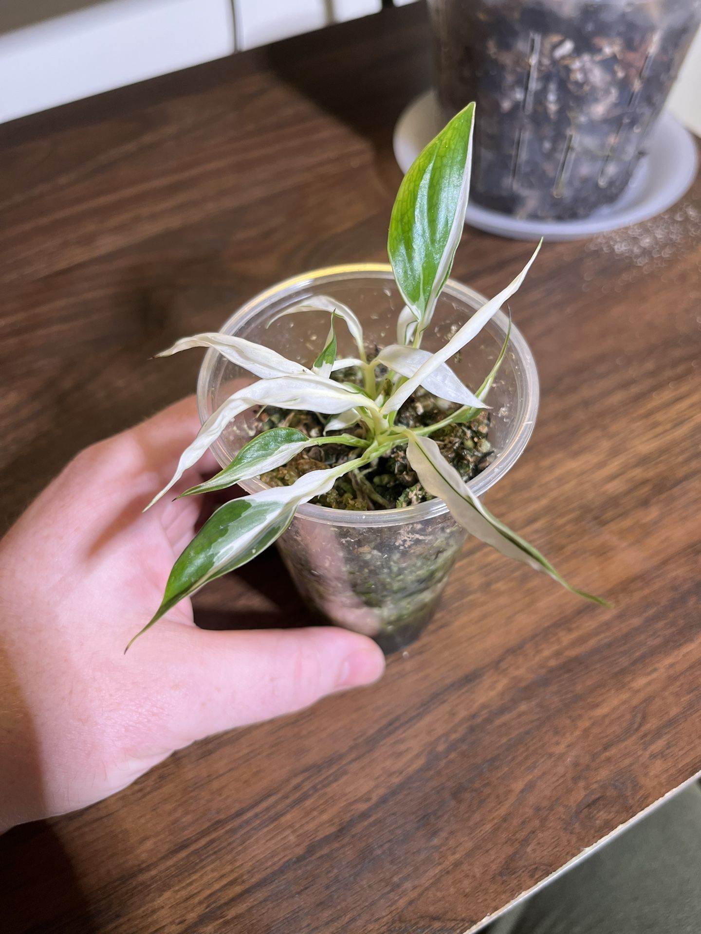 Variegated peace lily "City of angels"