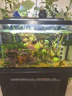 29 Gallon Aquarium 