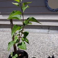 LIlac Bush Or Tree. 20" Nice Purple Color