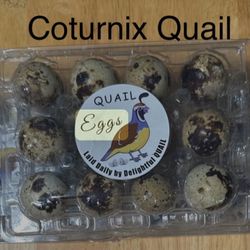 Quail Eggs