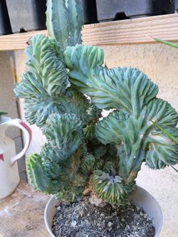 Crested Cereus Cactus in Pot