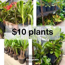 Plants (10”- 12”pot🌿Fiddle leaf, Yucca, Cannalily & Crotons $10 each) or 5 for $40