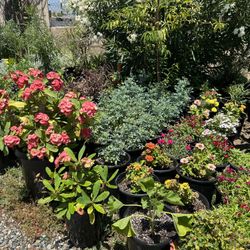 Plants For Sale / Plantas En Venta 