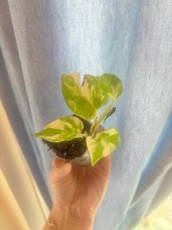 Njoy Pothos starters