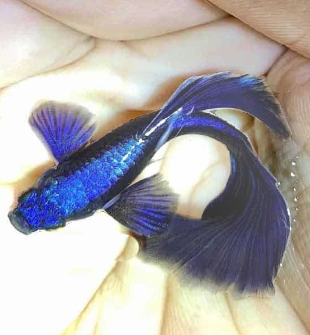 Fake Guppy's- Pair