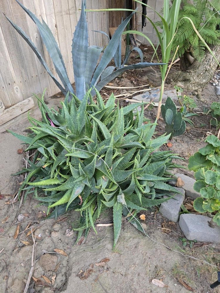 Plants For Sale From $6 To $15