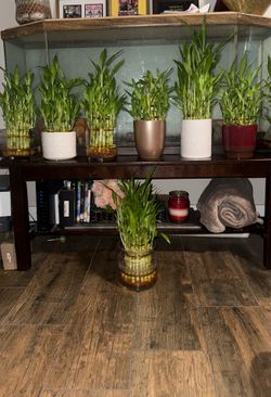 Beautiful  Bamboo plants 🌱 Plantas bamboo