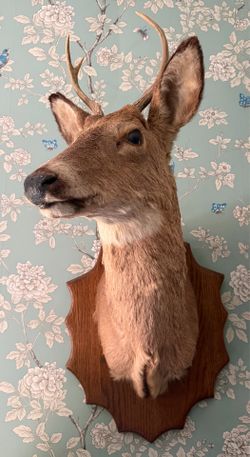 Vintage Deer Buck Taxidermy Shoulder Mount 4 Point Antlers on Wood Plaque