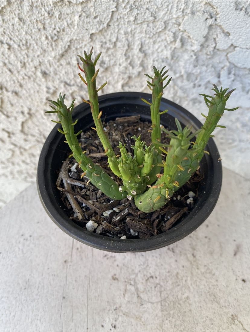 4 Inch Pot Rare Succulent Plant - Medusa Head - Euphorbia Flanaganii - Drought Resistant - Ground Covering Succulent - Yellow Flowers 🪴 