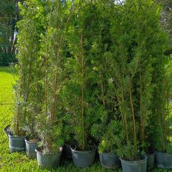 Podocarpus About 7 Feet Tall Instant Primary Hedge For Fence Green Full