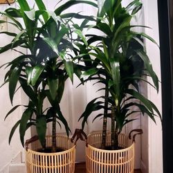 $99 Each Beautiful Dracanea Plant 