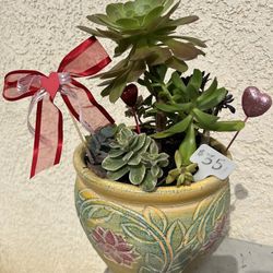 Large Mothers Day Succulent 