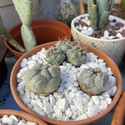Thelocactus hexaedrophorus