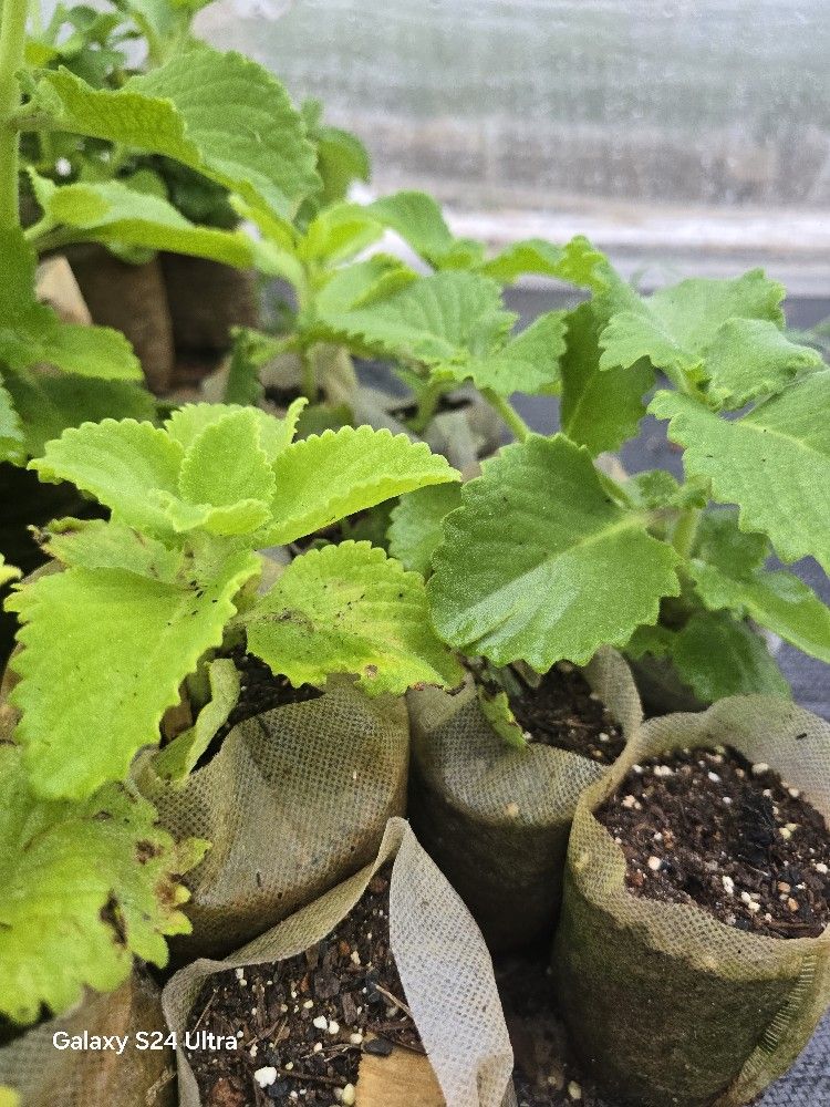 Cuban Oregano Large Plants For Sale