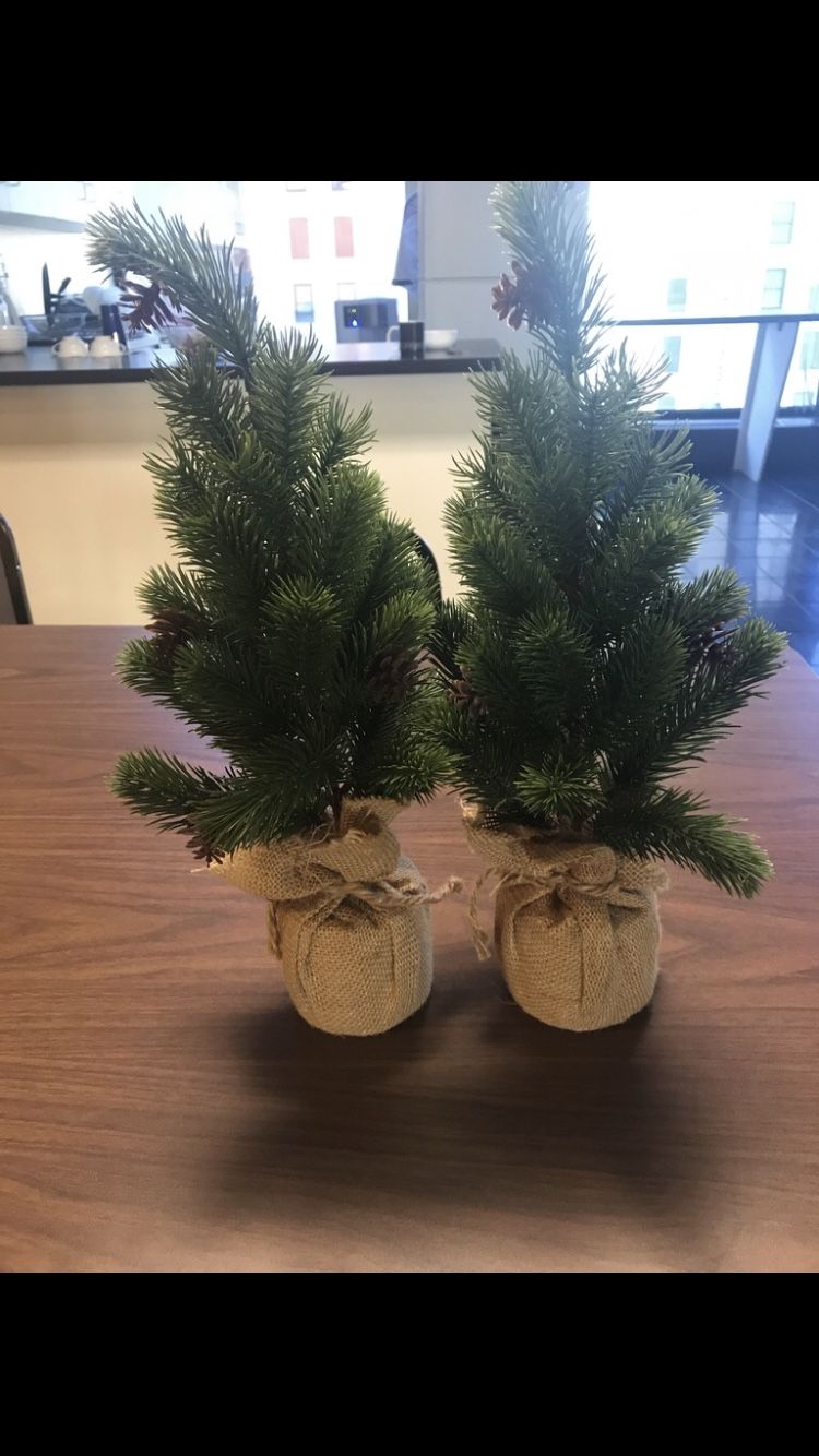 Mini Pine Trees/Christmas Trees