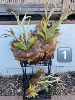 Staghorn Fern Pups
