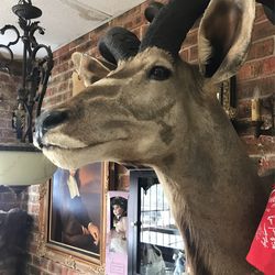 Kudu Taxidermy 