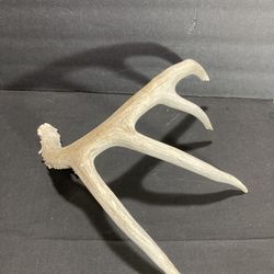 Texas Whitetail Deer Shed Only One Horn