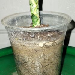 Sansevieria Snake 🐍 Plant 