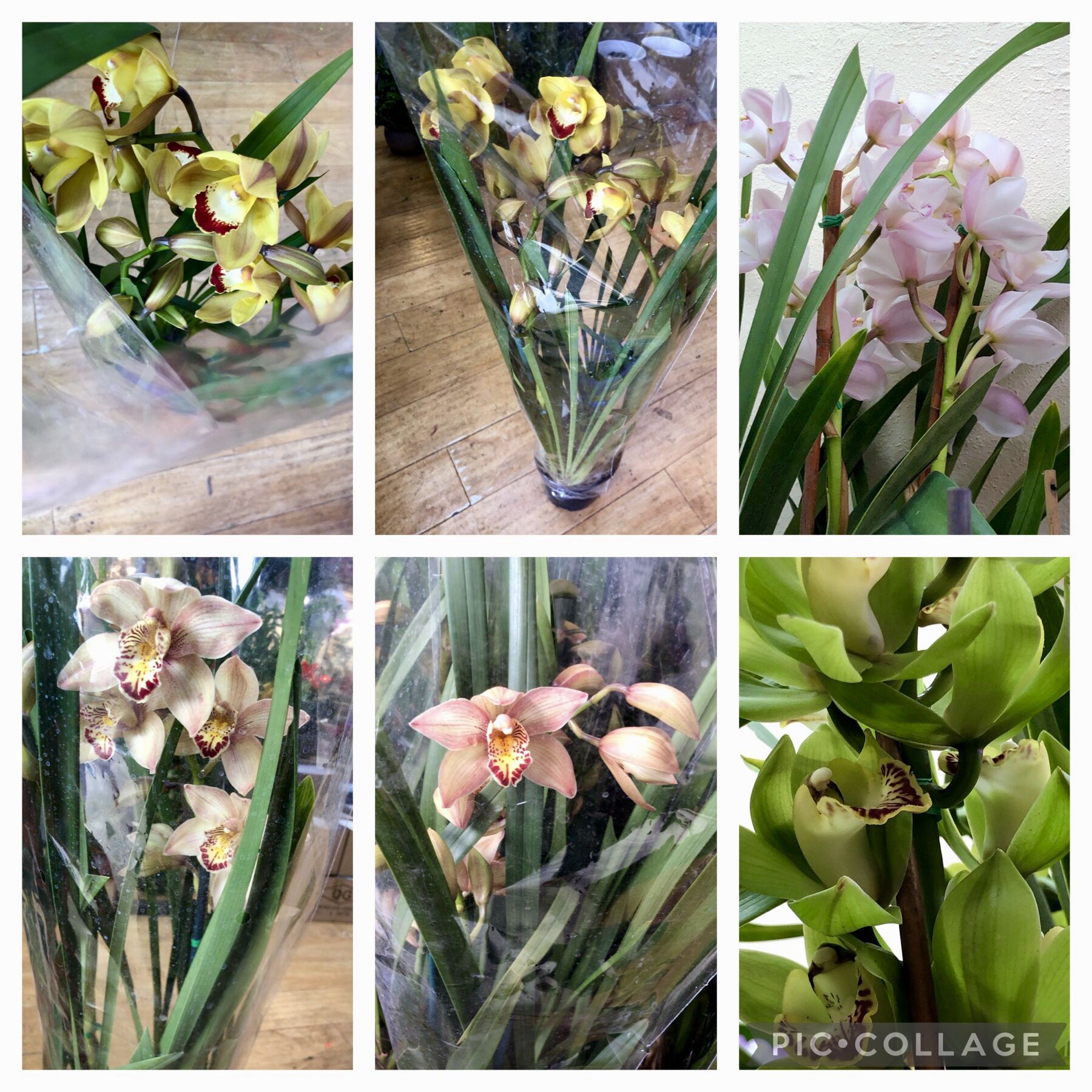 Japanese Cymbidium Orchids Dia Lan Nhat