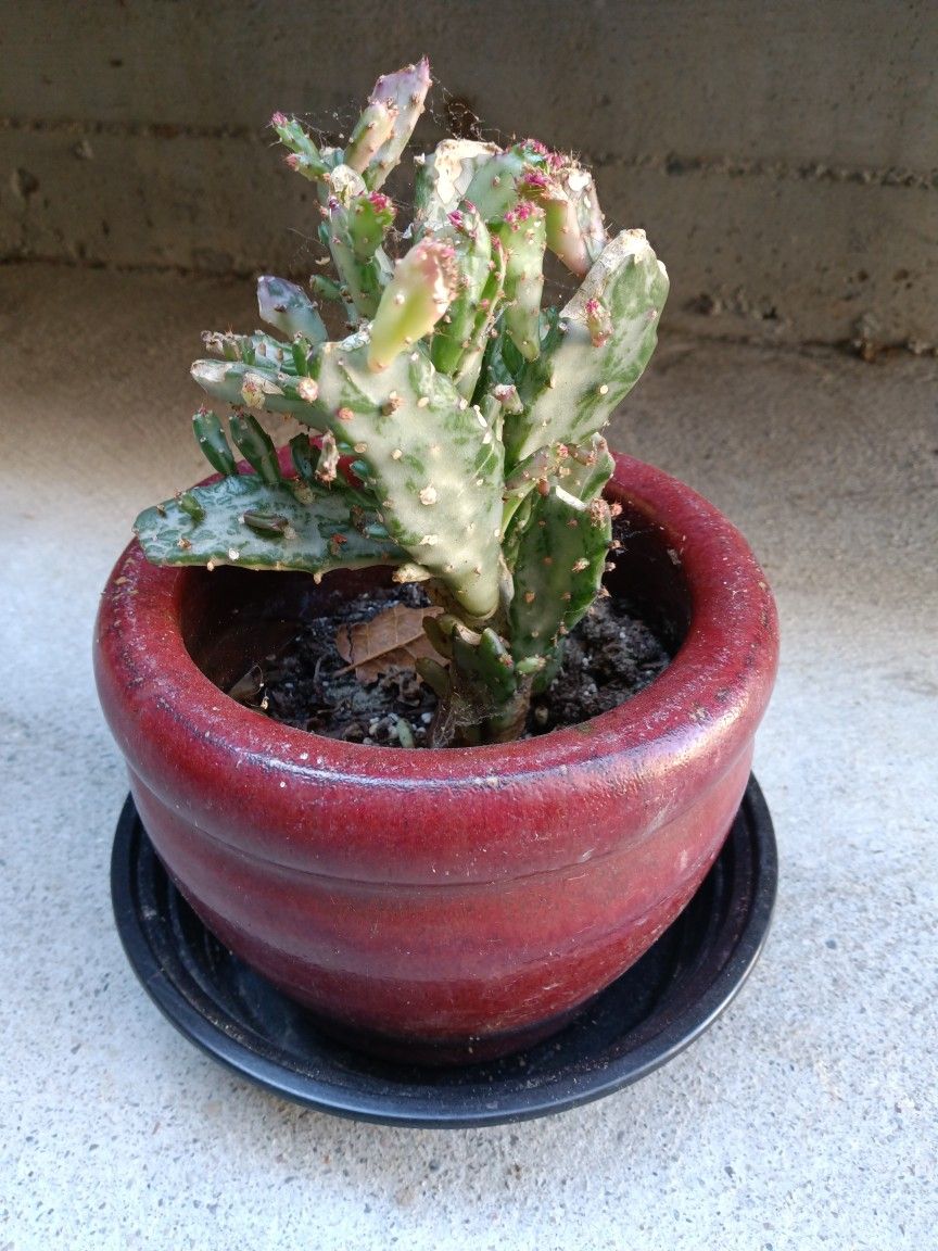Opuntia Monacantha Variegata