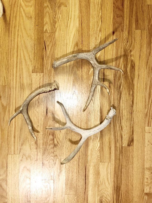 Naturally shedded deer and elk antlers