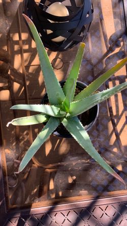 Aloe Vera Plant
