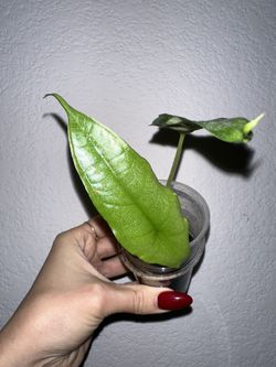 Alocasia Dragons Breath