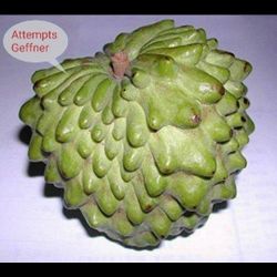 Grafted Green Geffner Atemoya Plant