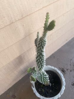 Old cactus