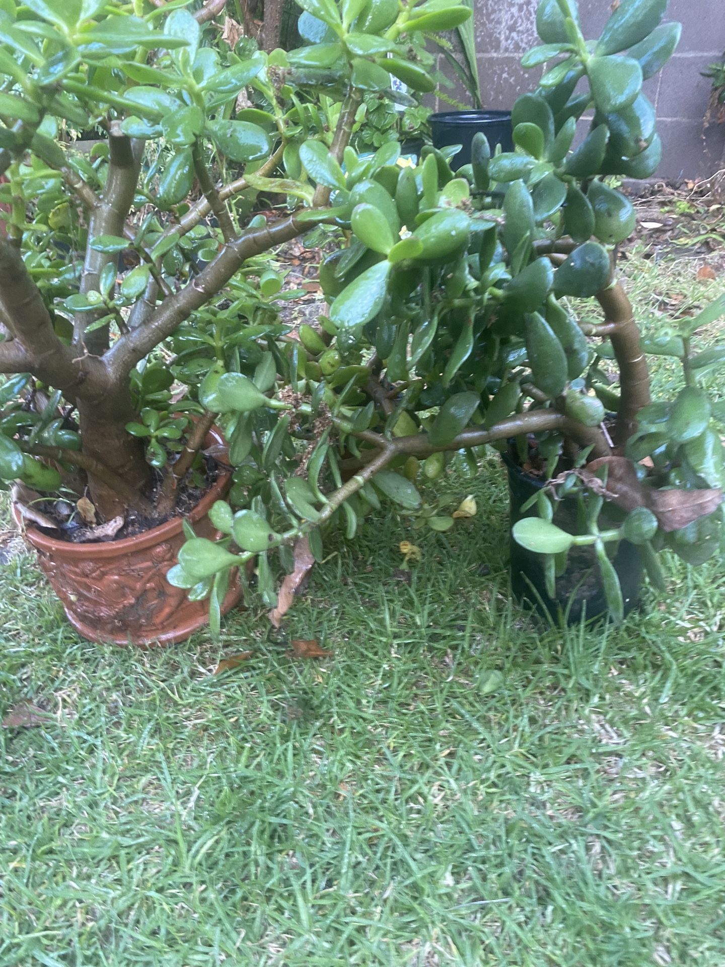 Jade Plant