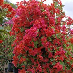 Gorgeous Large Bougainvillea Trellis With Beautiful Blooming Flowers $450🩷