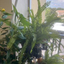 Ferns Plant