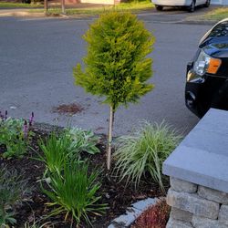 Lemon cypress pom pom trees