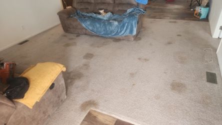 Carpet/C134N1NG