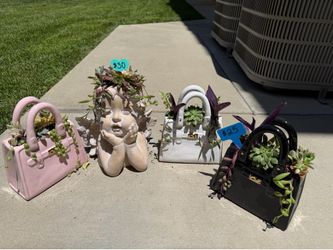 New succulent beauties