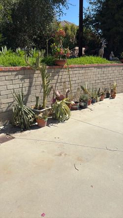 14 cactus plants all sizes