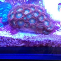 Gatorades mini Colony (Reef Aquarium)