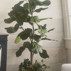 Large Variety Of Plants