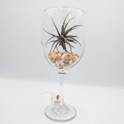 Air Plant