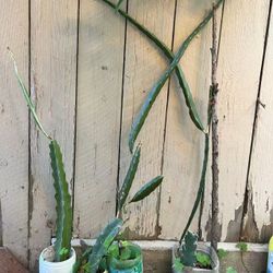 Red dragon fruit plants