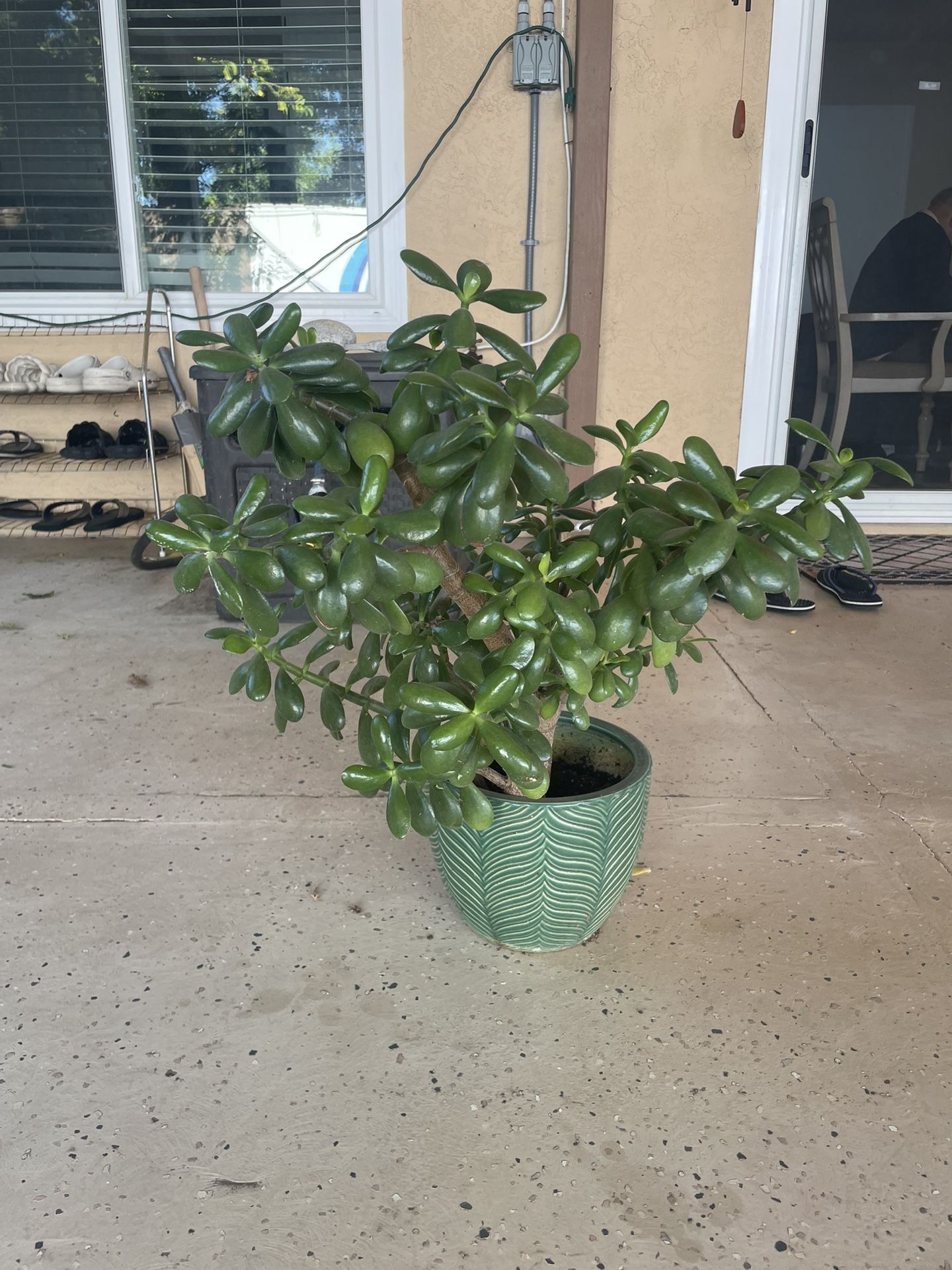 Jade Plant In Ceramic Pot
