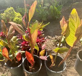 Variegated Canna Lilies plants, blooms witOrange flowers. 3 to 4 plants in each pot.